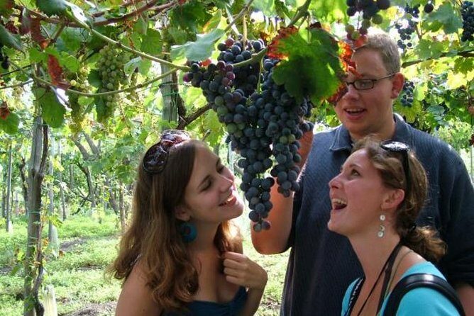 Mt. Vesuvius Wine Tasting and Lunch Experience from Pompeii - The Lunch: Flavors from the Land  