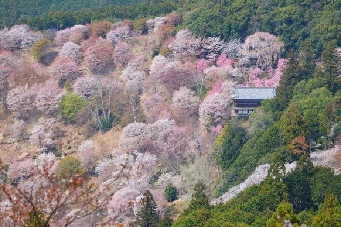 mt-yoshino-and-mt-koya-multi-day-tour-from-osaka