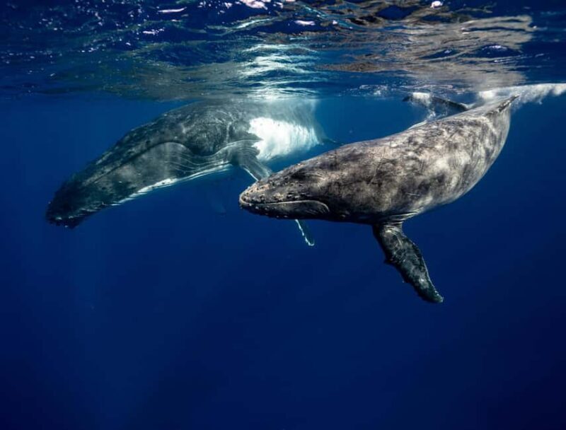 Mtwara: 3-Day Humpback Whale Migration Safari - Exploring the Itinerary: What You Can Expect on Each Day