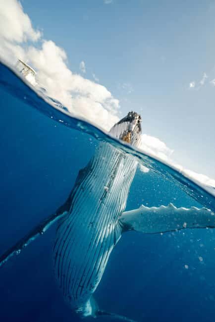 Mtwara: 3-Day Humpback Whale Migration Safari - Practical Details & Tips