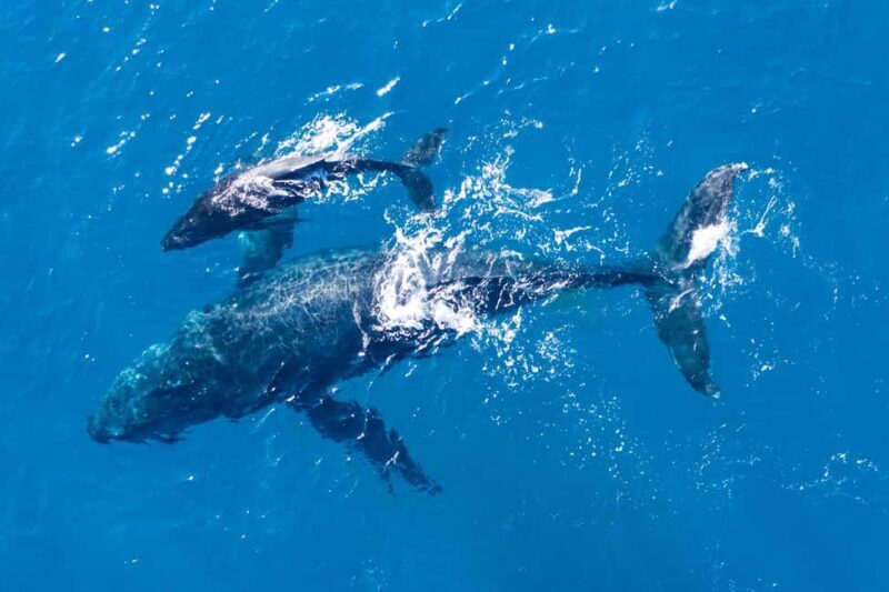 Mtwara: 3-Day Humpback Whale Migration Safari - The Sum Up: Who Will Love This Tour?