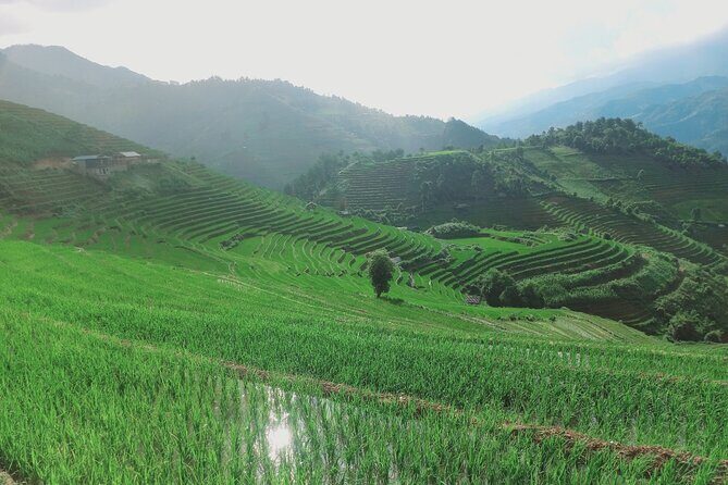 Mu Cang Chai One Day Trekking Tour With Local Guide - Key Points