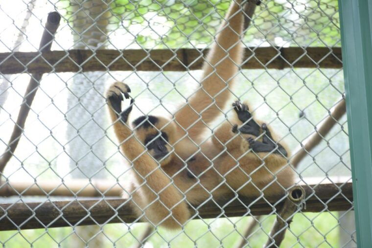 mua-caves-tam-coc-and-cuc-phuong-national-park-2-day-tour