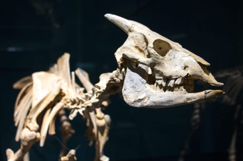 mucbo-botanical-garden-of-soller-balearic-museum-of-natural-sciences