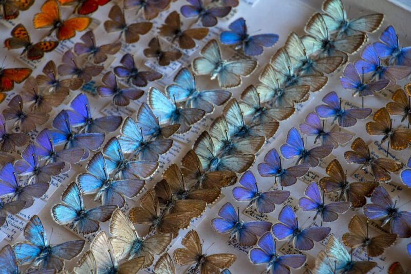 mucbo-botanical-garden-of-soller-balearic-museum-of-natural-sciences