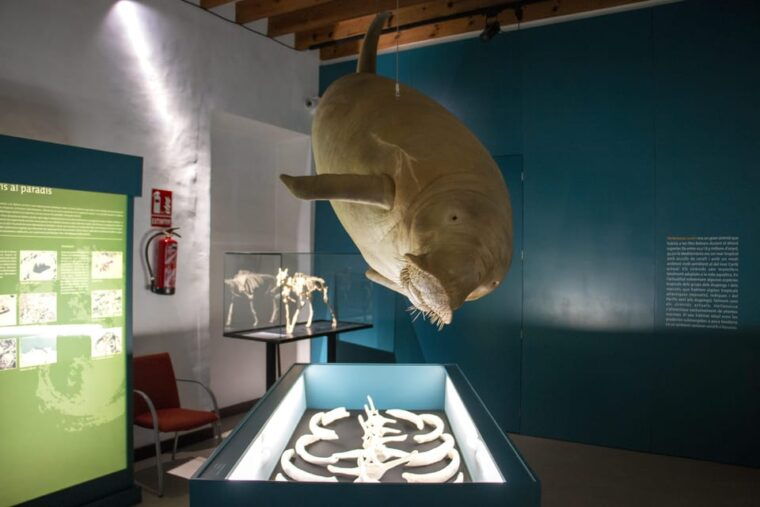 mucbo-botanical-garden-of-soller-balearic-museum-of-natural-sciences