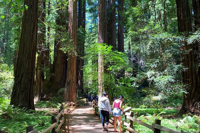 muir-giant-redwood-trees-3-hour-private-tour-w-golden-gate-bridge