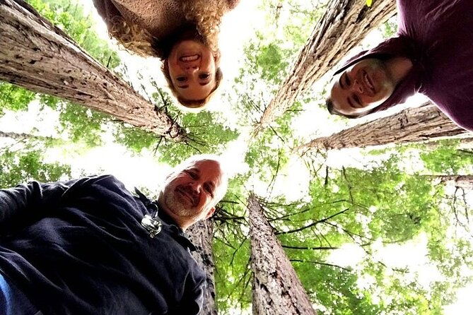 muir-giant-redwood-trees-3-hour-private-tour-w-golden-gate-bridge