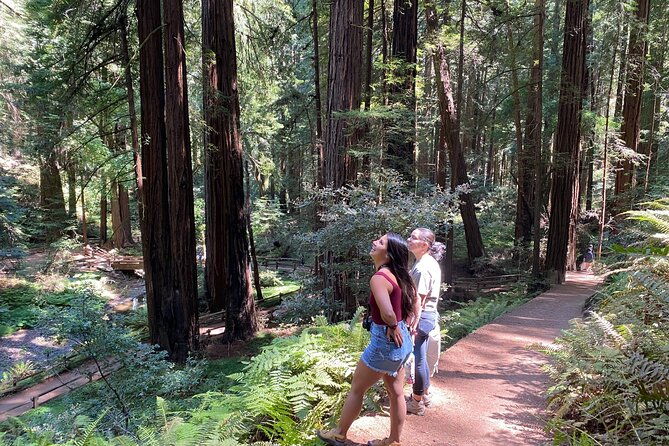 muir-giant-redwood-trees-3-hour-private-tour-w-golden-gate-bridge