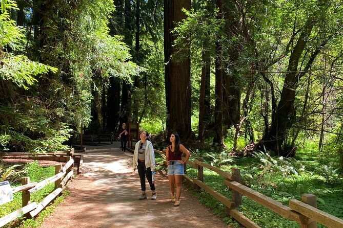 muir-giant-redwood-trees-3-hour-private-tour-w-golden-gate-bridge