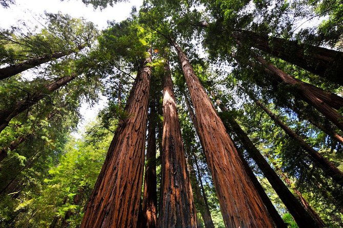 muir-woods-and-sausalito-afternoon-tour-small-group-half-day