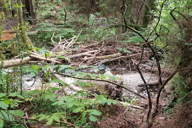muir-woods-and-sausalito-afternoon-tour-small-group-half-day