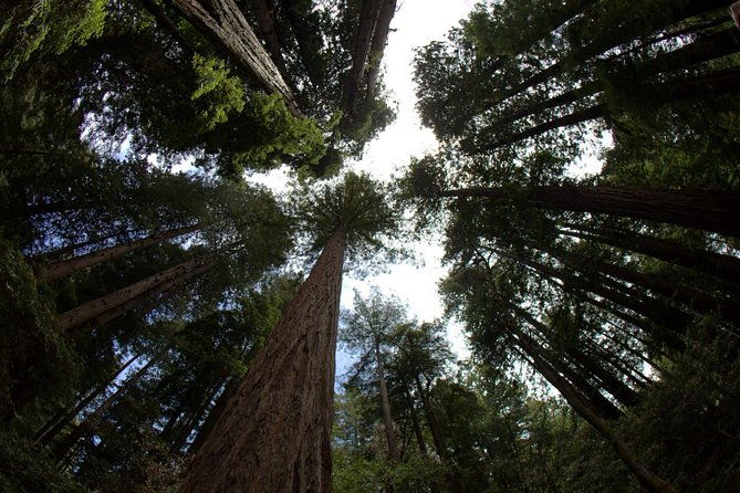muir-woods-and-sausalito-morning-tour-small-group-half-day