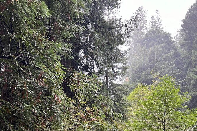 muir-woods-and-sausalito-private-tour