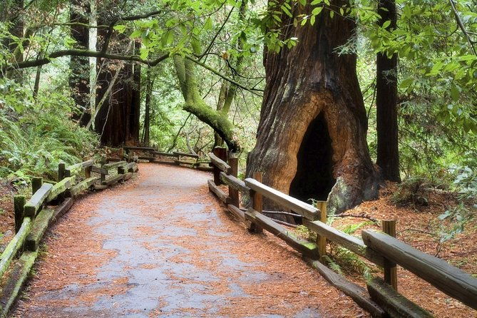 muir-woods-napa-8hr-private-scenic-wine-tour-from-san-francisco