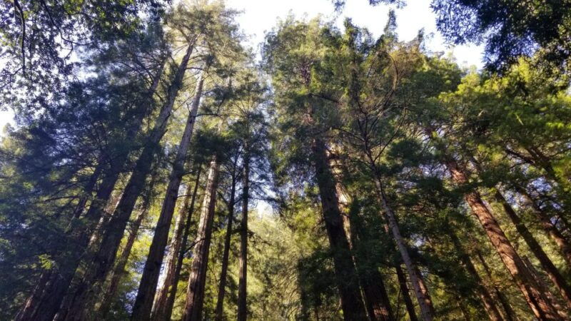 muir-woods-sausalito-and-ferry-back-to-fishermans-wharf
