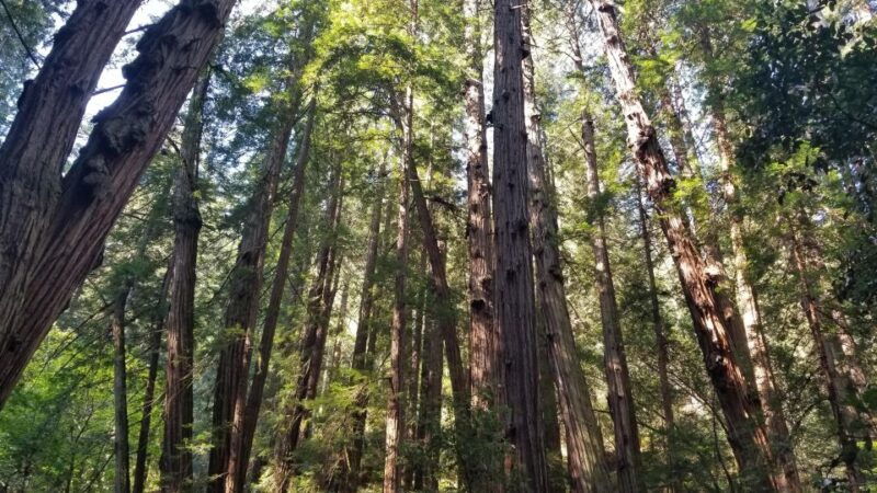 muir-woods-sausalito-and-ferry-back-to-fishermans-wharf