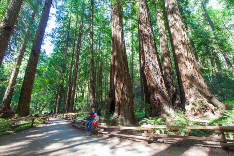 muir-woods-sausalito-golden-gate-bridge-private-tour