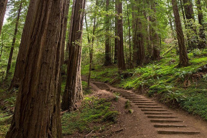 muir-woods-sausalito-half-day-tour-return-by-bus-or-ferry-from-sausalito