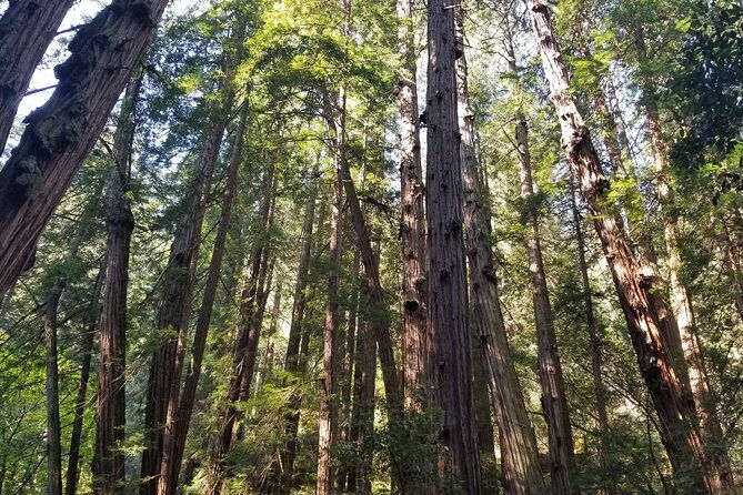 muir-woods-sausalito-marin-headlands-lighthouse-private-tour