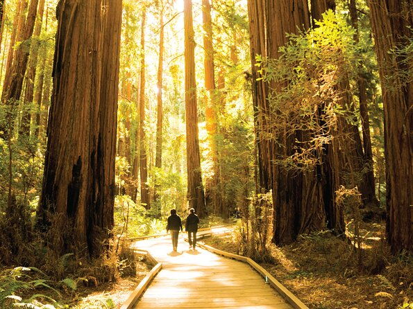 muir-woods-sausalito-tour