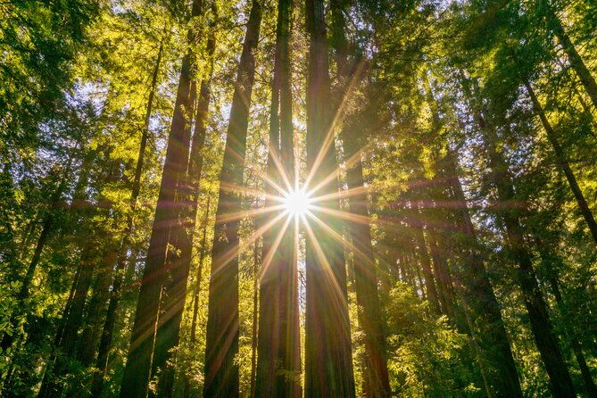 muir-woods-sausalito-tour-hop-on-hop-off-tour