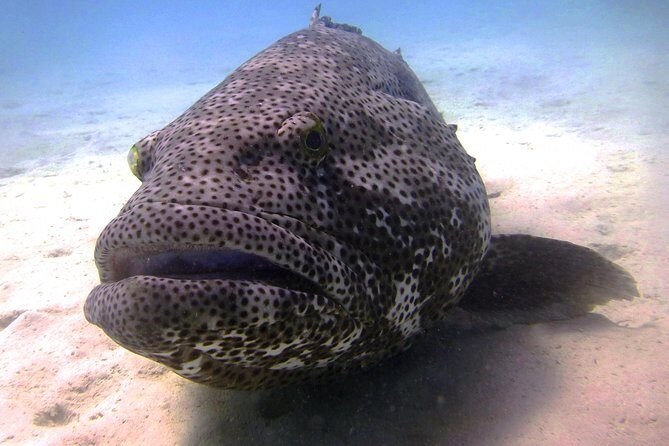 Muiron Island Diving Tour - Key Points