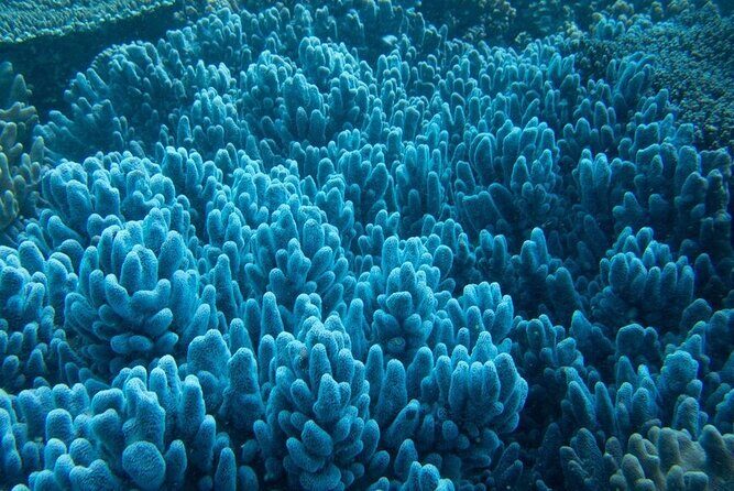 Muiron Island Diving Tour - An In-Depth Look at the Muiron Island Diving Tour