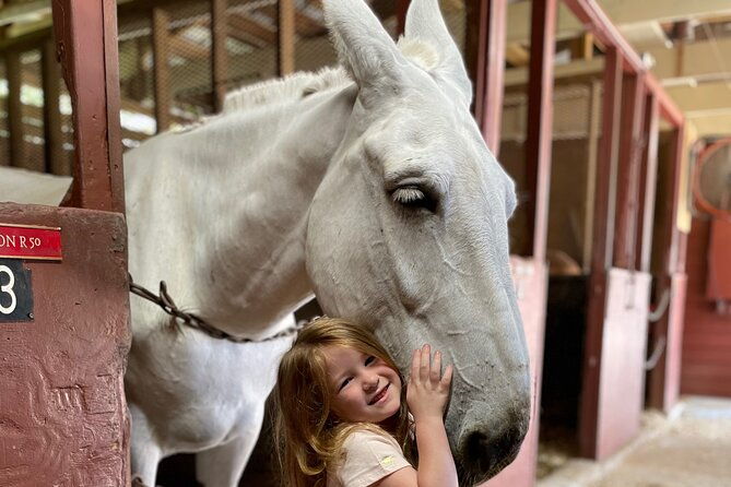 mules-in-new-orleans-walking-tour