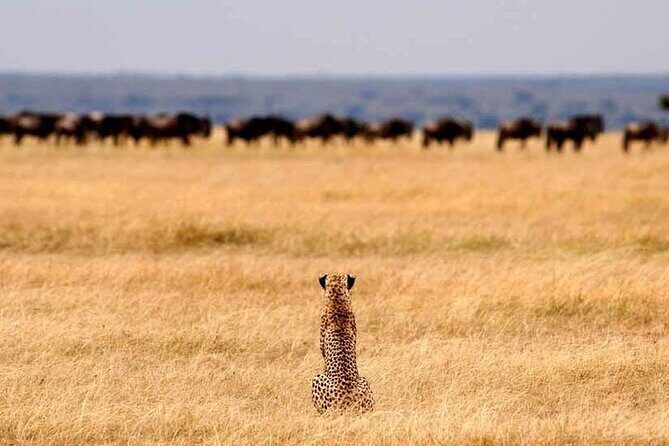 Multi-Day Camping Safari Experience in Arusha - Key Points