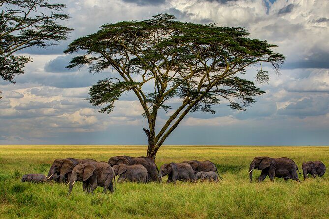 Multi-Day Camping Safari Experience in Arusha - Transportation, Accommodation & Meals