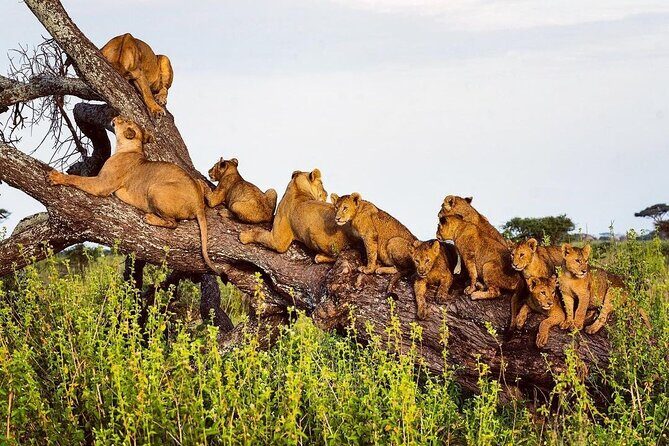 Multi-Day Camping Safari Experience in Arusha - Real-World Insights from Travelers