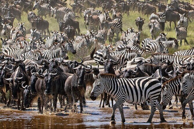 Multi-Day Camping Safari Experience in Arusha - The Sum Up: Is This Safari Right for You?