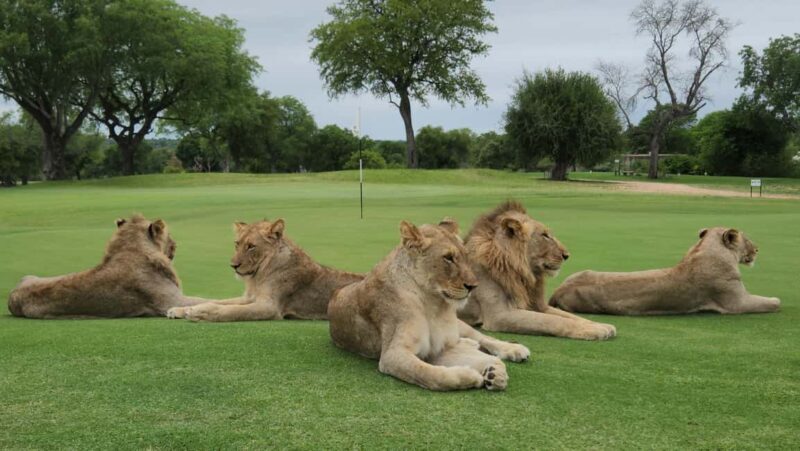 Multi-day Golf & Kruger Park Safari Tour from Johannesburg - Exploring the Itinerary in Detail