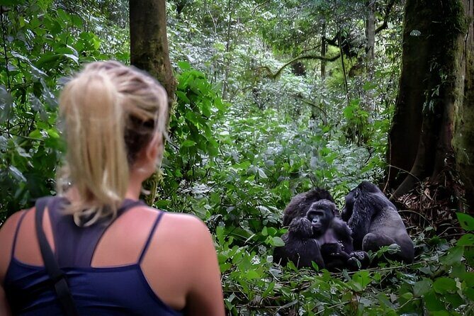 Multi Day Private Gorillas and Chimpanzee Trekking Tour in Uganda - Key Points
