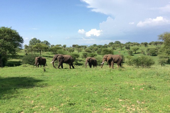 Multi-Day Tanzania Odssey Safari from Arusha - Final Thoughts