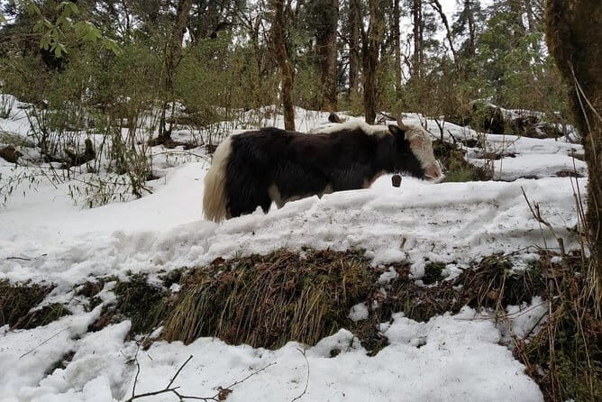 Multi-Day Tour from Pokhara, Poon Hill and Mulde Trek - Authentic Experiences and Hidden Gems