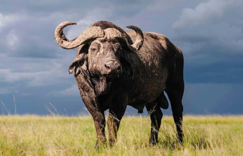 **"Multi-Days Camping Safari Adventure: Tanzania & Kenya"** - Key Points