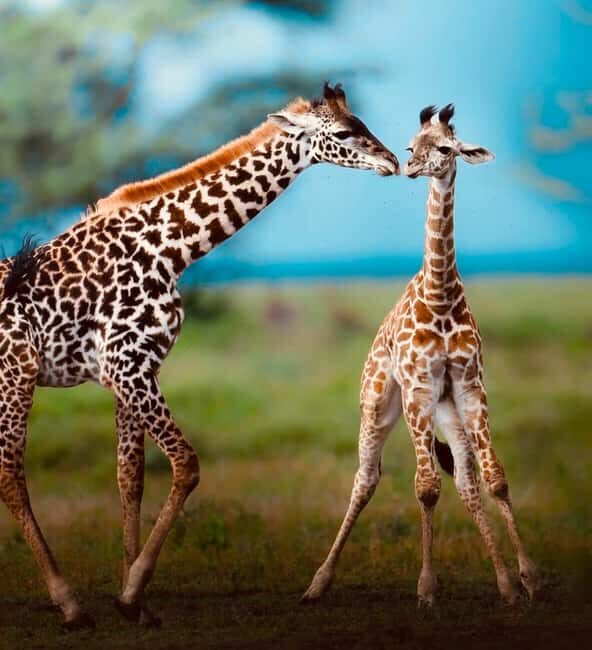 **"Multi-Days Camping Safari Adventure: Tanzania & Kenya"** - The Value of This Safari