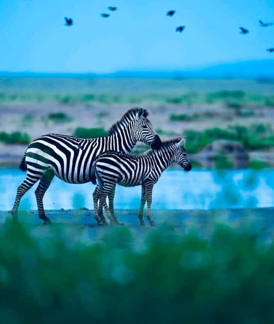 **"Multi-Days Camping Safari Adventure: Tanzania & Kenya"** - FAQ