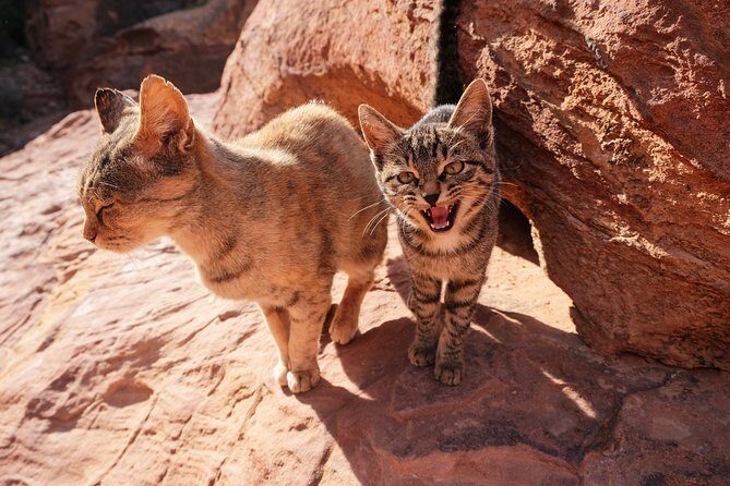 MULTI DAYS TOURS | TWO Days tour in PETRA | The Jordanian Mappers - The Sum Up