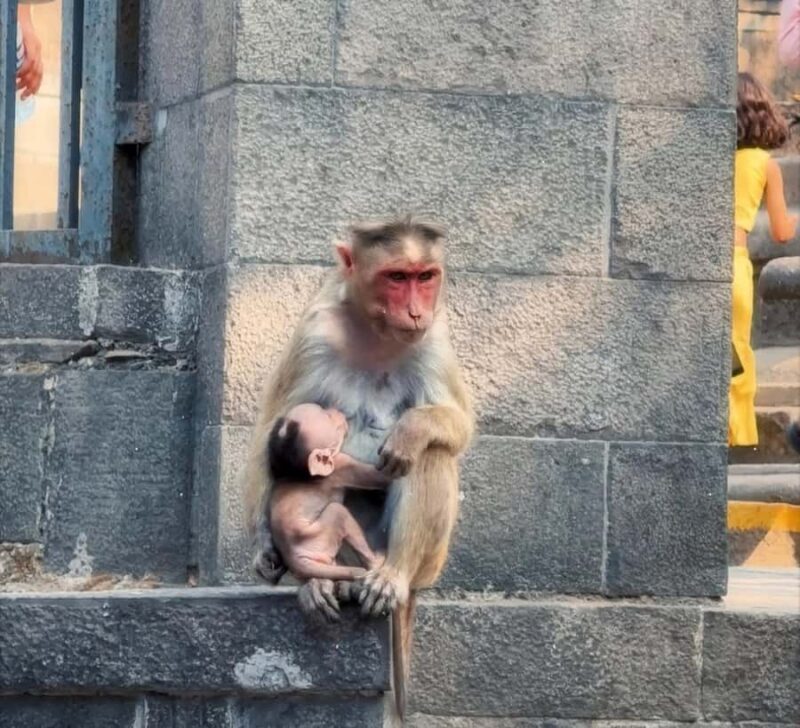 Mumbai & Goa Tours : Private Combo Shore Excursion from Port - Key Points