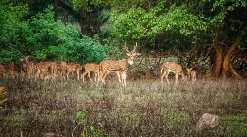 Mumbai : Private Sightseeing & Ancient Kanheri Caves - An In-Depth Look at the Tour