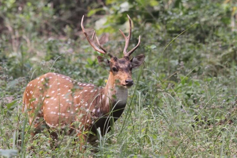 Mumbai to Jim Corbett: 2-Day Safari Adventure via Delhi - Who Should Consider This Tour?