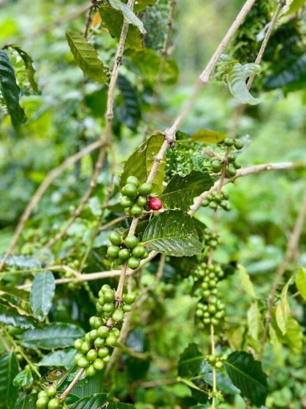 Munduk: Balinese Offering & Authentic Experience with Local - Exploring Munduk: A Taste of Bali’s Heartland