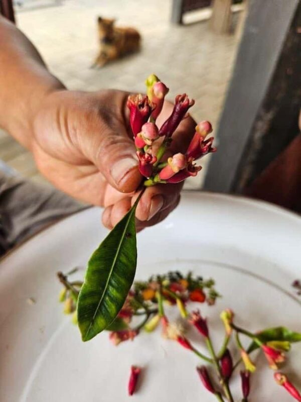 Munduk: Balinese Offering & Authentic Experience with Local - The Sum Up