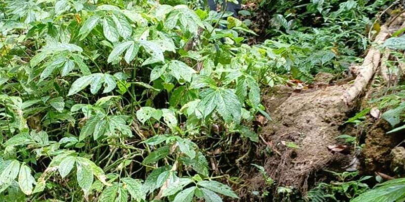 munduk-jungle-trekking-day-tour