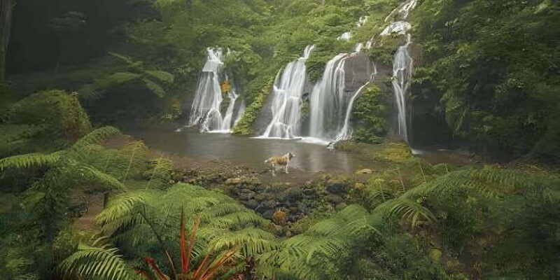munduk-jungle-trekking-day-tour