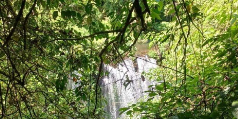 munduk-jungle-trekking-day-tour