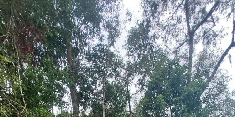 munduk-jungle-trekkingcanoeingwaterfall-authentic-lunch